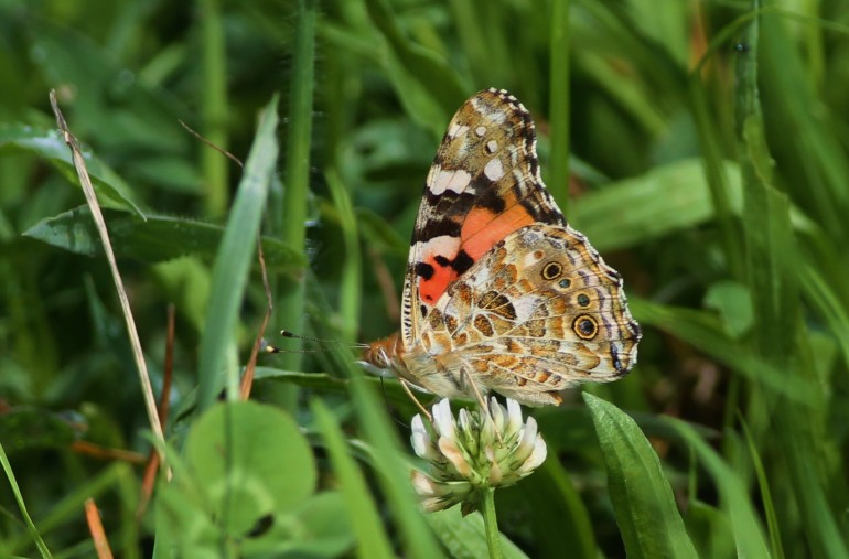 Painted Lady