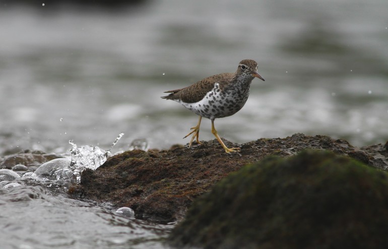 Spotted Sandpiper on Mosteiros