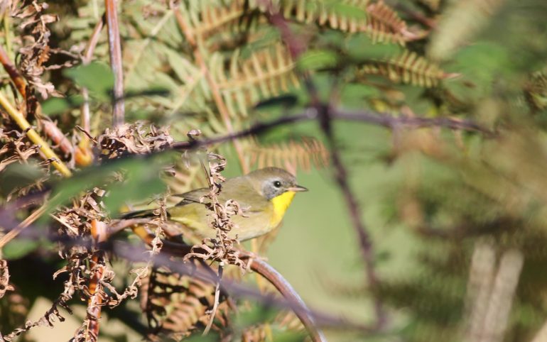 Common Yellowtroath